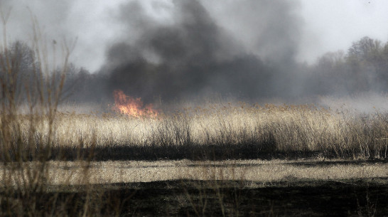 Множество ландшафтных пожаров фиксируют в Воронежской области