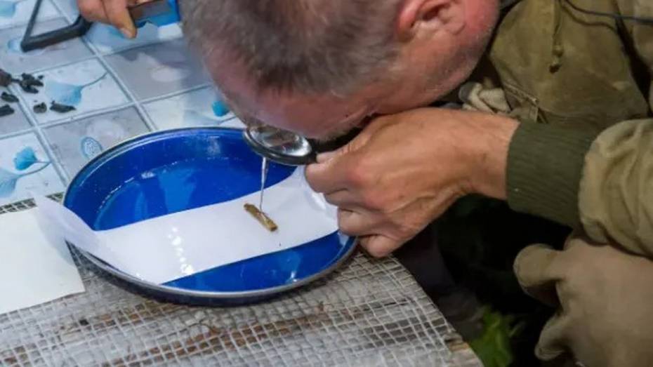 Останки участника ВОВ из Таловского района нашли в Смоленской области