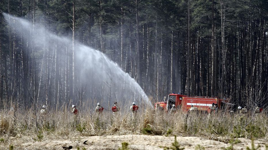 Прокуроры нашли в воронежском Лесхозе многочисленные нарушения охраны от пожаров