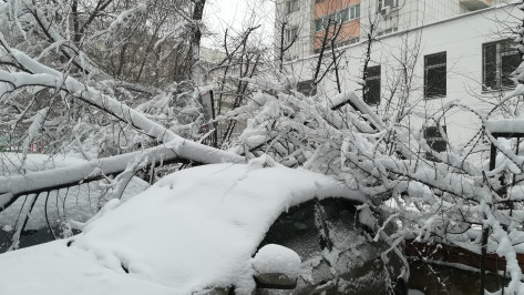 В Воронеже выросло число заявок насчет упавших деревьев
