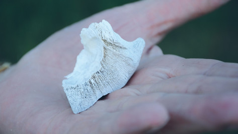 В меловых горах Калача обнаружили окаменевшие останки доисторического моллюска
