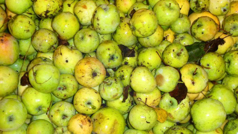 Лжедиректор плодосовхоза продал воронежскому бизнесмену 8 т чужих яблок