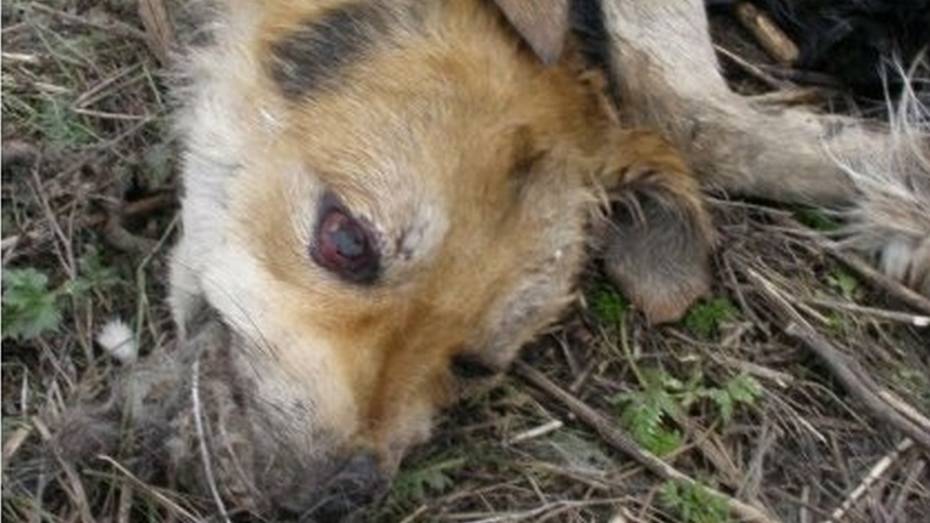 В Рамони обнаружили труп умершей от бешенства собаки 
