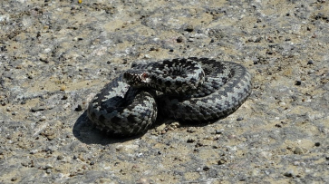 В Воронеже у школы нашли крупную ядовитую змею