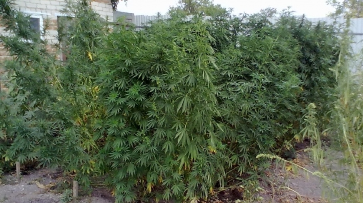 Где в ростове растет конопля грунт марихуана