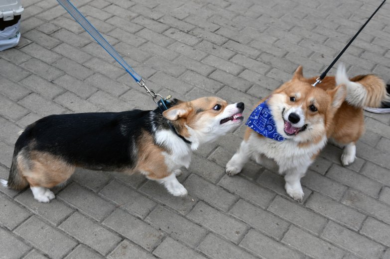 Прогулка корги