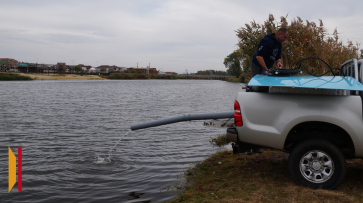 В реку Богучарка выпустили 30 тыс мальков сазана