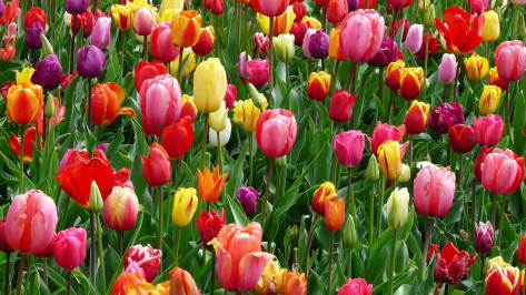 В Воронеже высадили более 105 тыс тюльпанов