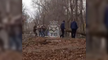 В Воронеже на улице Ломоносова на проезжую часть упало дерево: видео