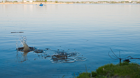 Роспотребнадзор не рекомендует купаться в реках Воронеж и Усманка 
