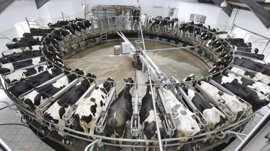 Россельхознадзор нашел антибиотик в молоке 2 производителей из Воронежской области