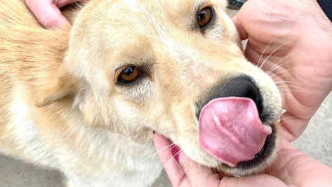 В Воронеже 12 собак из муниципального приюта обрели новый дом