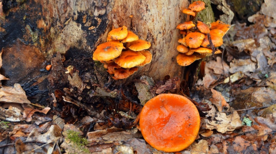 В бутурлиновском лесу появились февральские грибы