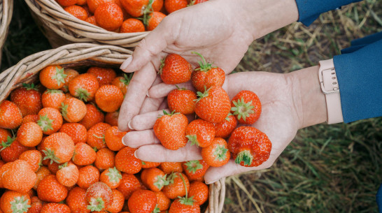 Журналисты и тревел-блогеры отметили День клубники в Нововоронеже