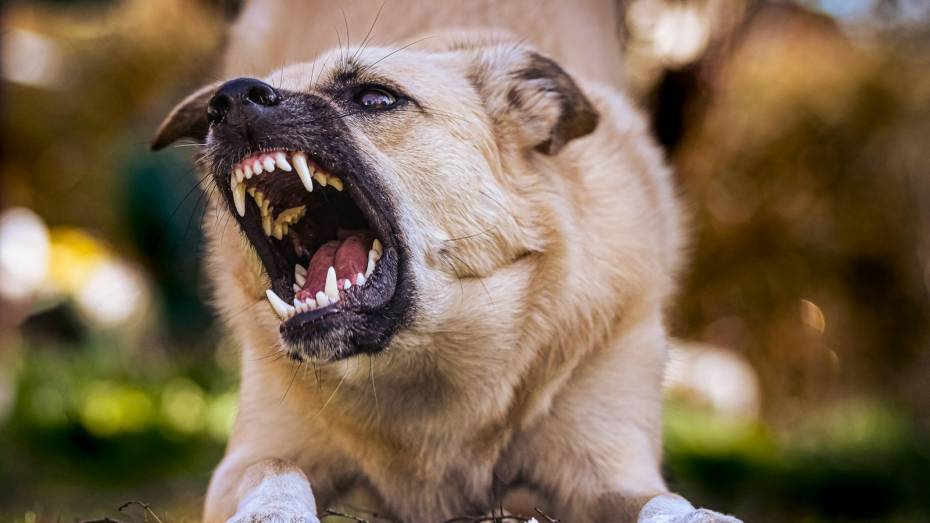 Дворовый пес Рыжик стал не первой жертвой агрессивной собаки с улицы Артамонова в Воронеже