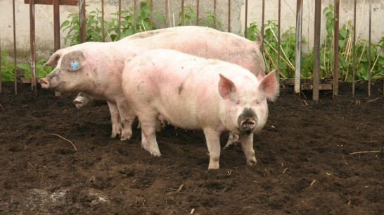 Имущество ветсанутильзавода под Воронежем выставили на торги