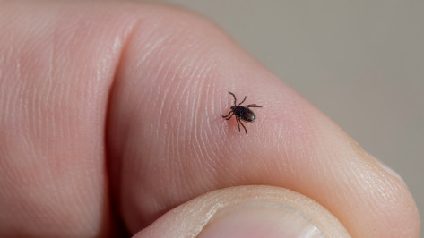 С начала сезона клещи покусали более 1,2 тыс жителей Воронежской области