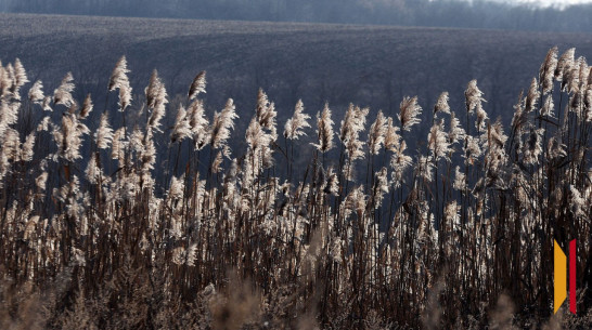 Воронежское агропредприятие несколько лет игнорировало повышение платы за аренду земли