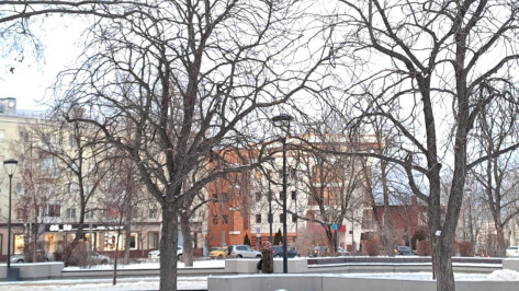 В Воронеже на Советской площади проведут обрезку 30 деревьев