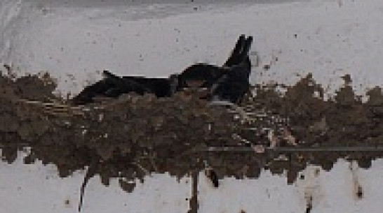 В подъезде многоквартирного дома в Верхнем Мамоне ласточки свили гнездо и вывели потомство