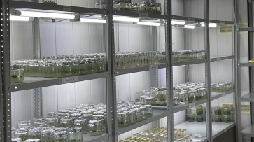 Российская академия наук одобрила проект воронежского вуза