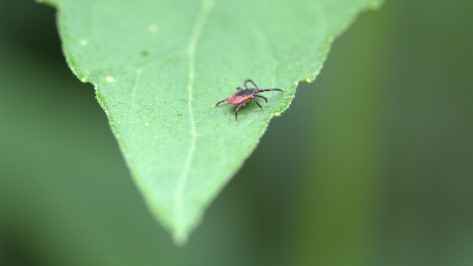 Россияне стали чаще покупать страховки от мошенничества и укусов клещей