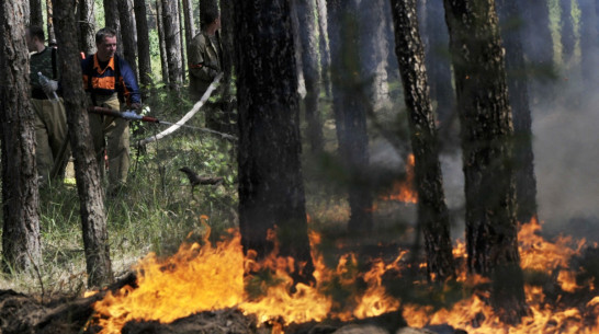 Воронежские лесники проложат 167 противопожарных маршрутов