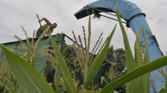 На страхование посевов область выделит 250 миллионов рублей