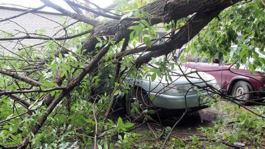 В Таловой поваленное ураганом дерево упало на автостоянку