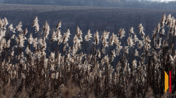 Воронежское агропредприятие несколько лет игнорировало повышение платы за аренду земли