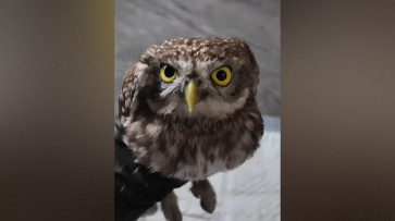 Воронежские волонтеры помогли сычу, спасенному из клеевой ловушки