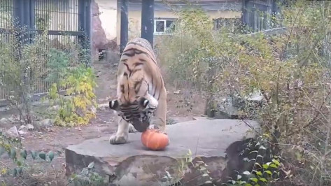 Кошки Воронежского зоопарка отметили Хеллоуин с тыквенным «мячиком»