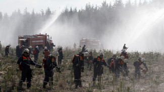 В Воронежской области создали дополнительные лесопатрульные службы