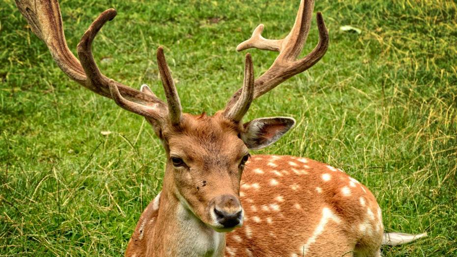 Воронежцы могут попасть в ДТП с оленем