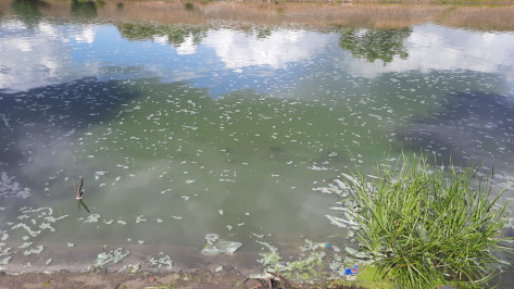 Экологи обнаружили 30 погибших рыб в реке Воронеж