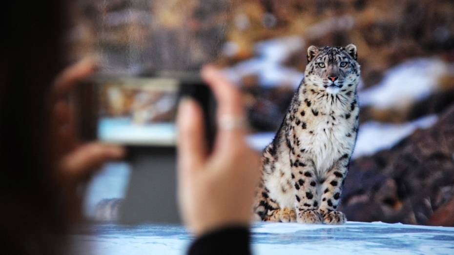 Воронежцы увидят фотографии дикой природы «Первозданной России»