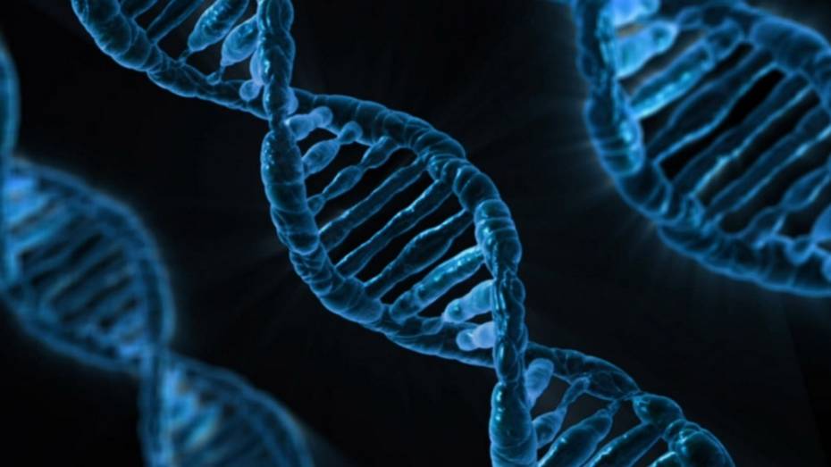 Британским ученым разрешили генетически модифицировать человеческие эмбрионы