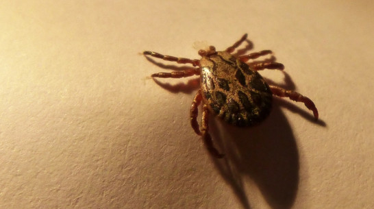 За неделю 26 воронежцев пострадали от укусов клещей