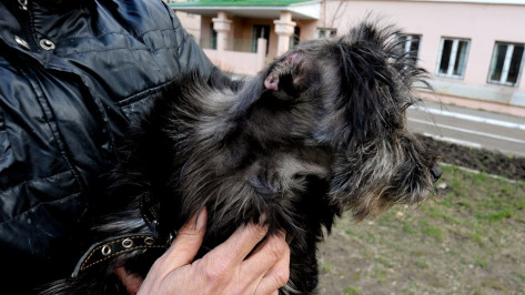 Спасенную воронежцами собаку Малышку выписали из ветклиники