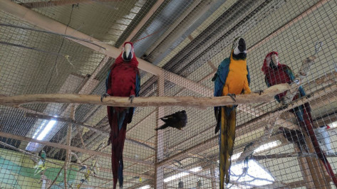 В Воронежском зоопарке появились новые птицы