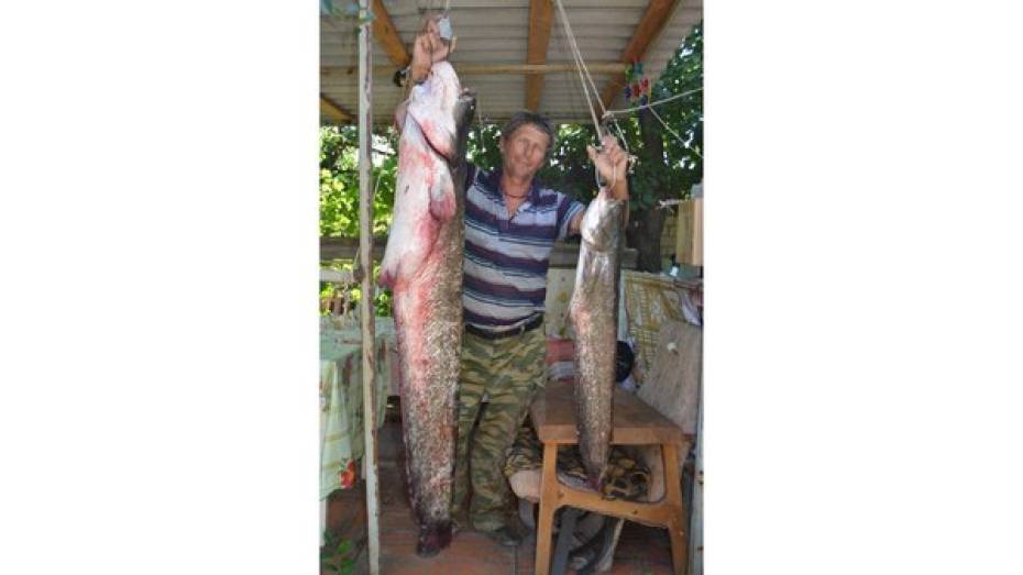 Сома весом в 24 кг поймал рыбак в Богучарском районе 