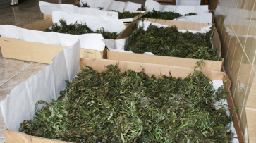 Наркополицейские нашли 15 кг марихуаны у жителя Воронежской области