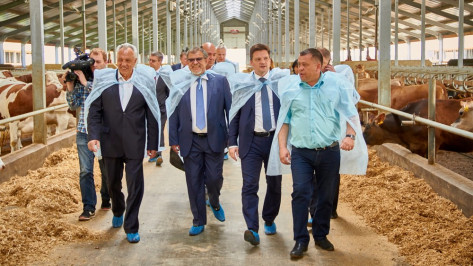 Молочный комплекс аннинского села наладит производство 100 т молока в сутки