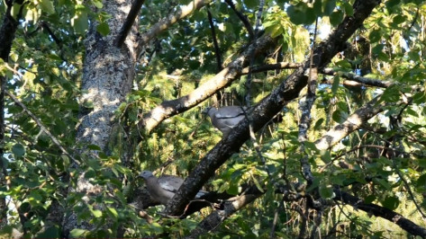 Воронежский заповедник опубликовал видеосюжет о жизни дикой природы