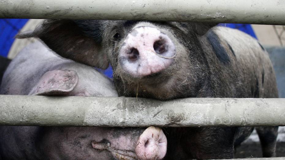 Еще один очаг африканской чумы свиней определили в Воронежской области