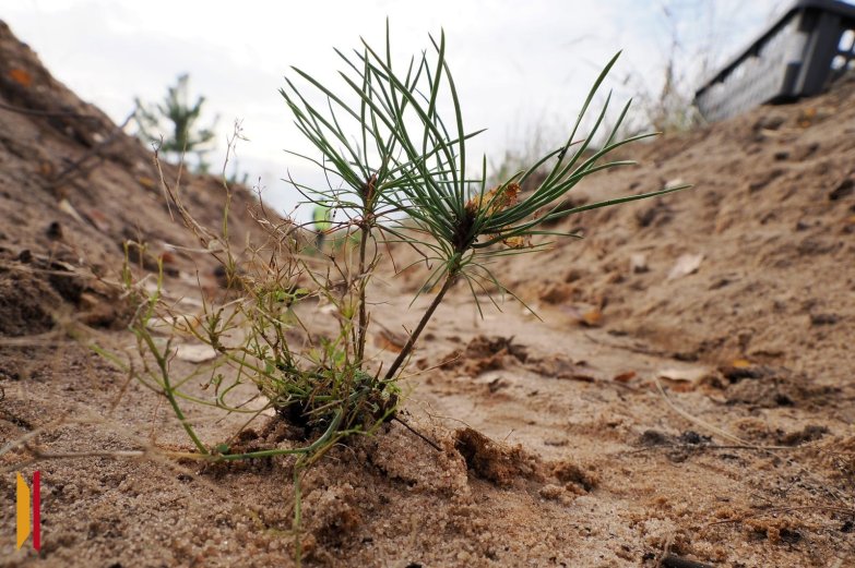 Сохраним лес- октябрь 2025