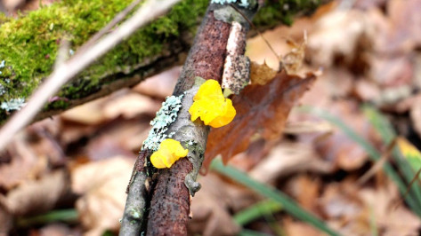 В заказнике «Воронежский» нашли дрожалку оранжевую