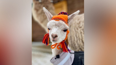 В воронежском парке альпак появился малыш по имени Граф