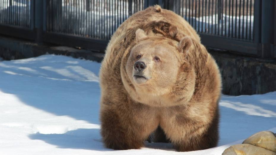 Из-за теплого декабря в Воронежском зоопарке проснулись медведи