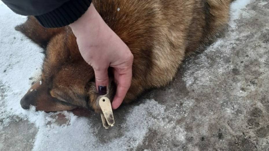 Лискинские зоозащитники пожаловались на массовый отстрел и отравление собак в райцентре
